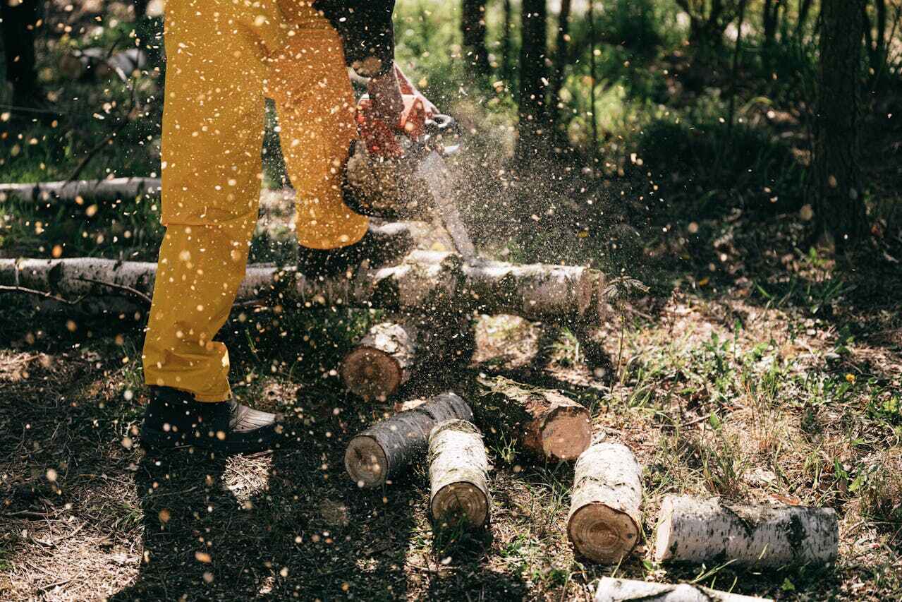 The Steps Involved in Our Tree Care Process in Kyle, TX